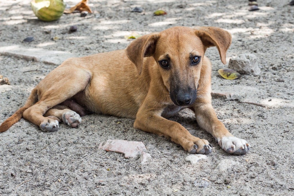 dog-753269_1920